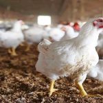 نامه‌نگاری‌ها برای افزایش قیمت مرغ / آیا مرغ گران می‌شود؟